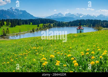 Pré-floraison des pissenlits (Taraxacum) au lac Hegratsrieder, à Füssen, Ostallgäu, Allgäu, Bavière, Allemagne, Europe Banque D'Images