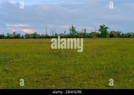 Tempête sur le Langer Lacke et Wörthenlacke à Apetlon dans le Parc National Neusiedler See, Burgenland, Autriche Banque D'Images