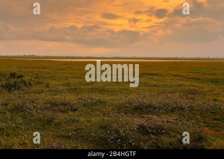 Tempête sur le Langer Lacke et Wörthenlacke à Apetlon dans le Parc National Neusiedler See, Burgenland, Autriche Banque D'Images