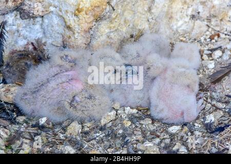 Chouette aigle du Nord (Bubo bubo), poussins dans un espace de nidification, Allemagne, Bavière Banque D'Images