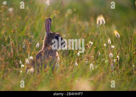 Lapin européen (Oryctolagus cuniculus), assis sur l'herbe à queue de lièvre, portrait à demi-jambe, France, Bretagne Banque D'Images