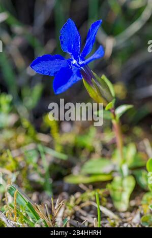 Gentiane printanière (Gentiana verna), fleur, Allemagne, Bade-Wuerttemberg, Alb souabe Banque D'Images