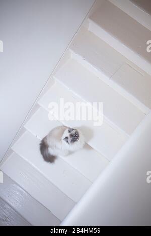 Birman chat est assis sur des escaliers en bois blanc et regarde vers le haut Banque D'Images