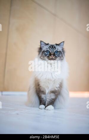 Birman Cat se trouve dans une chambre moderne et lumineuse Banque D'Images