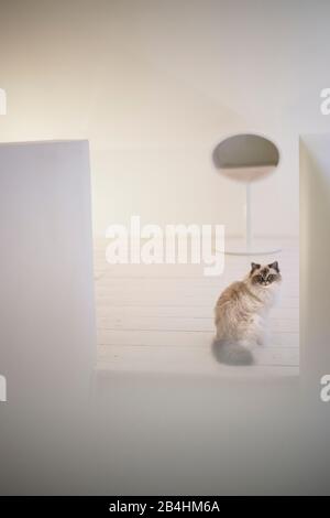 Birman Cat se trouve dans une chambre moderne et lumineuse avec des meubles de créateur Banque D'Images