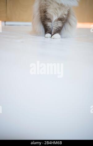 Pattes d'un chat Birman assis dans une salle lumineuse moderne Banque D'Images