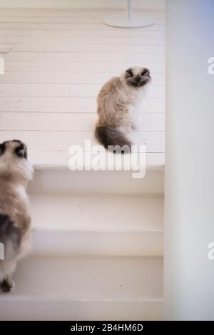 Deux chats Birman sur un escalier dans une salle lumineuse moderne Banque D'Images