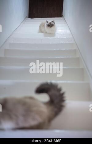 Deux chats Birman sont assis sur des escaliers en bois blanc Banque D'Images
