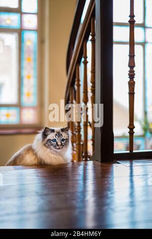 Birman Cat se trouve sur un vieux escalier en bois dans une chambre lumineuse Banque D'Images