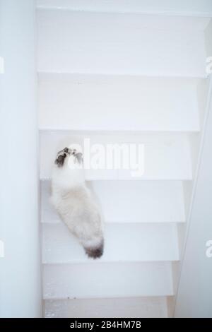 Birman Cat monte dans un escalier en bois blanc Banque D'Images