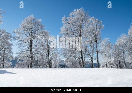 Couverture de neige fermée sur la glade dans la forêt en hiver avec des arbres enneigés devant le ciel bleu dans les Vosges, France Banque D'Images