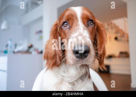 Chien, rouge irlandais et blanc Setter regarde la caméra avec les yeux du chien Banque D'Images