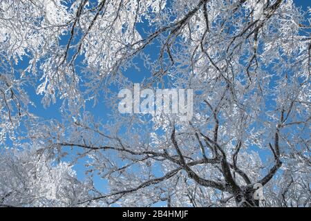 Branches enneigées dans la forêt viticole contre le ciel bleu dans les Vosges, France Banque D'Images