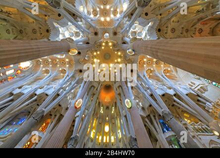 Plafond de l'église au-dessus du croisement à l'intérieur de la cathédrale de la Sagrada Familia par Antoni Gaudi à Barcelone, Catalogne, Espagne Banque D'Images