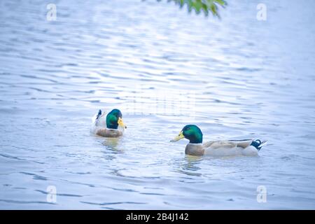 Le canard malard (nom scientifique: Anas platyrhynchos) est une sorte d'oiseau de natation et de grand canard. Banque D'Images