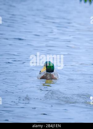 Le canard malard (nom scientifique: Anas platyrhynchos) est une sorte d'oiseau de natation et de grand canard. Banque D'Images