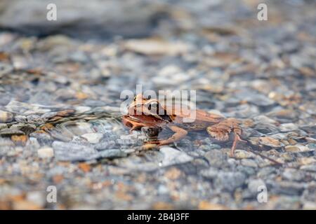 Europe, Suisse, Tessin, Brione. Une grenouille de saut exceptionnellement rougeâtre (Rana dalmatina bonaparte) se trouve tranquillement sur la rive de la Verzasca. Banque D'Images