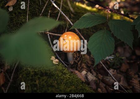Mouche agaric, Amanita muscia, jaune, forêt, Allemagne, Europe Banque D'Images