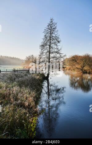 Allemagne, Basse-Saxe, Lüneburg Heath, Lüneburg, Düvelsbrook, Teufelsmoor, Uferweg, plaine inondable, Ilmenau, brouillard, humeur du matin Banque D'Images