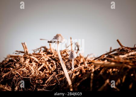 Engrais affamé, Panaeolus papilionaceus, champignon sur un tas de fumier Banque D'Images