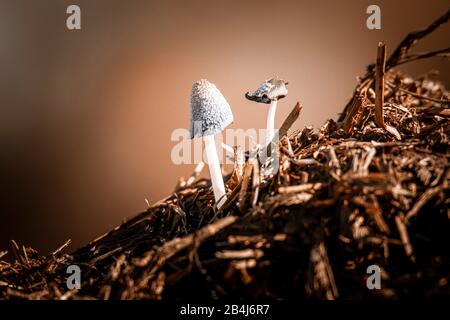 Engrais affamé, Panaeolus papilionaceus, champignon sur un tas de fumier Banque D'Images