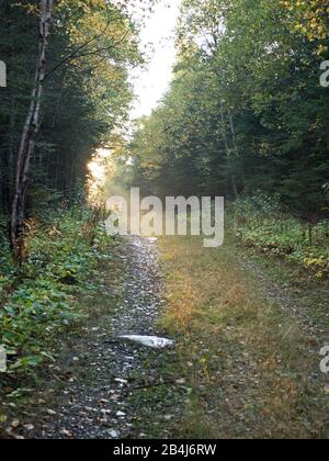 Région D'Algoma, Automne, Kanada, Forest, Forest Road, Neys Provincial Park, Pic Island Overlook Trail, Ontario Province Banque D'Images