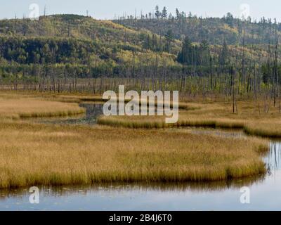 Région d'Algoma, automne, Kanada, paysage, marécage, rivière des méandres, Ontario Banque D'Images