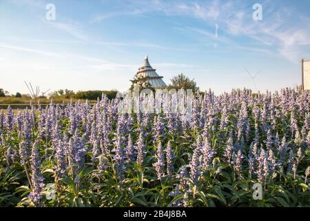 Allemagne, Saxe-Anhalt, Magdeburg, vue sur la tour du millénaire avec des fleurs en premier plan, Elbauenpark Magdeburg. Banque D'Images