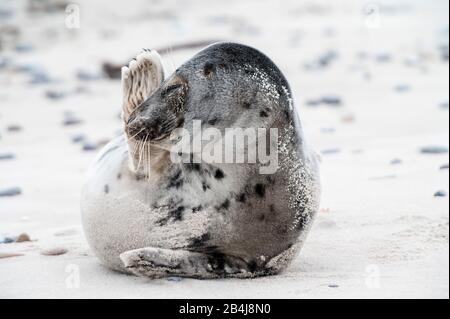 Mer du Nord - Heligoland, phoque gris, Halichoerus grypus, phoque pour bébé Banque D'Images