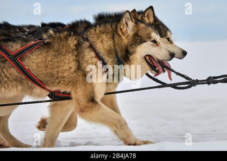 Chiens Husky de Sibérie à l'extérieur, Portrait d'un chien husky participant au concours de course de traîneau à chiens Banque D'Images