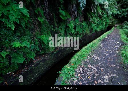 Levada da Central Ribeira da janela sentier de randonnée, île de Madère, Portugal Banque D'Images