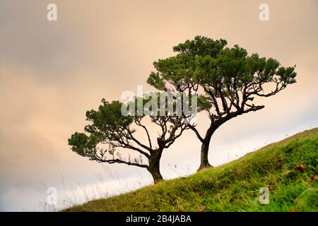 Ancienne forêt laurier, également forêt Laurissilva, avec des arbres à baies (Ocotea foetens), dans le brouillard au lever du soleil, Fanal, île de Madère, Portugal Banque D'Images