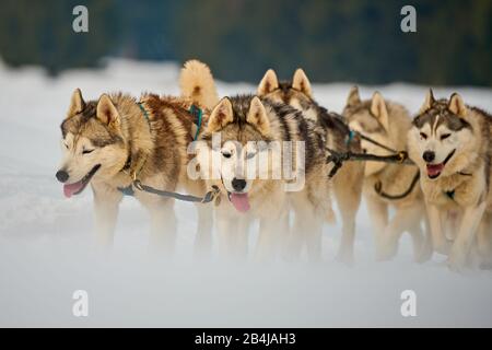 Chiens Husky de Sibérie à l'extérieur, Portrait d'un chien husky participant au concours de course de traîneau à chiens Banque D'Images