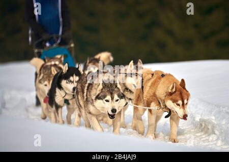 La comédie musicale sportive fait du traîneau à chiens une journée ensoleillée sur la neige lors de la compétition d'hiver à Tusnad, en Roumanie Banque D'Images