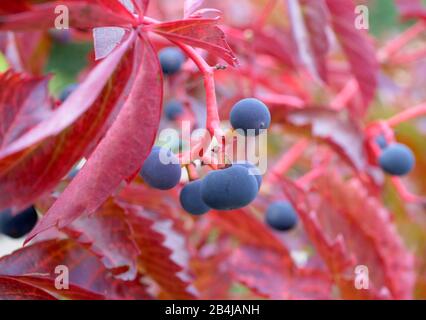 Vitesse rampante de Virginie (Parthenocissus quinquefolia) en automne, Bavière, Allemagne, Europe Banque D'Images