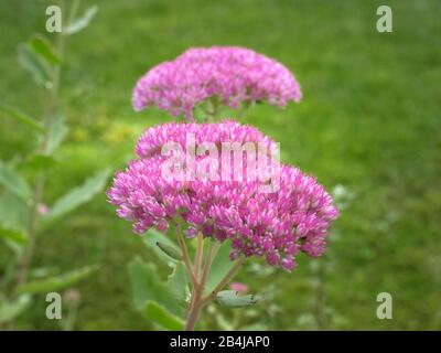 Orpine / stonecrop (Sedum telephium) dans le jardin, Bavière Allemagne, Europe Banque D'Images