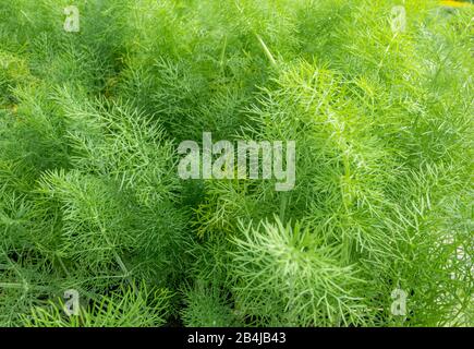 Fenouil (Foeniculum vulgare) dans une pépinière, Bussolengo, Vénétie, Italie Europe Banque D'Images
