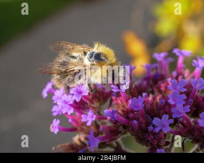 Petite abeille de coupe de feuilles de jardin (Megachile centruncularis) sur une fleur pourpre, Verbena bonariensis, closeup, Bavière, Allemagne, Europe Banque D'Images