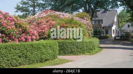 Bâtiment résidentiel moderne avec couverture de jardin et fleurs de rhododendron, Bad Zwischenahn, Basse-Saxe, Allemagne, Europe Banque D'Images