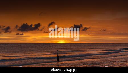 Coucher de soleil serein à Siesta Key Beach à Sarasota, Floride avec un héron debout dans les eaux calmes du golfe sous un ciel orange vibrant. Banque D'Images