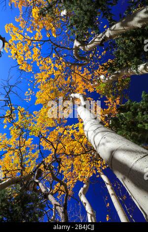 Couvert doré de forêts de trembles jaunes contre le ciel bleu lors d'une journée d'automne dans le Colorado Banque D'Images