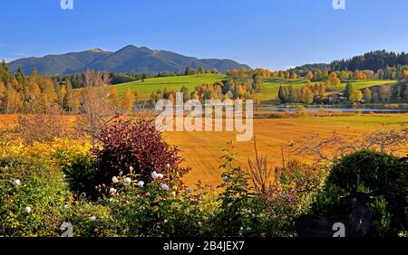 Paysage d'automne au Soiener Voir contre Hörnle (1484 m) des Alpes d'Ammergau, Bad Bayersoien, contreforts alpins, Haute-Bavière, Bavière, Allemagne Banque D'Images
