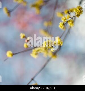 Fleurs jaunes sur la branche, gros plan Banque D'Images