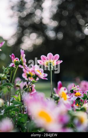 Dahlias roses fleuries dans un pré de fleur, dahlia Banque D'Images