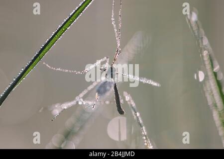 gnat sur la feuille dans la rosée du matin, détail Banque D'Images