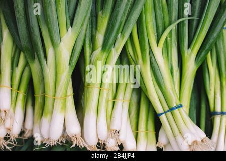 Vente de légumes sur le marché avec des oignons de printemps, gros plan Banque D'Images