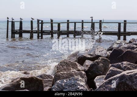 Rügen, Fischerdorf Vitt, Mole Und Steg, Möwen Banque D'Images