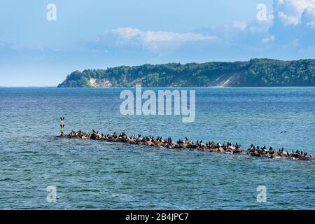 Rügen, Ostseebad Sellin, Wellenbrecher, Kormorankolanie Banque D'Images