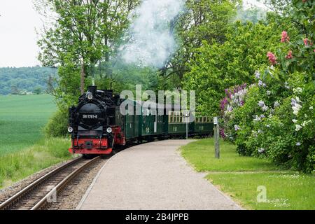 Rügen, péninsule de Wanngut, chemin de fer étroit 'Rasender Roland' entre Putbus et Binz Banque D'Images