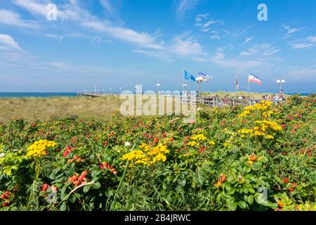 Ostsee, Fischland, Darss, Seebad Wustrow, Blick Zur Seebrücke, Kartoffelrose, Frucht, Rosa Rugosa Banque D'Images